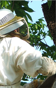 Beekeeper working at a hive