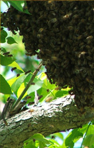 Swarm of bees in a tree