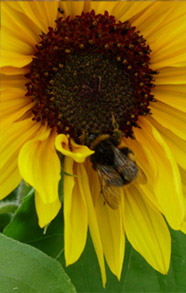 A Sunflower